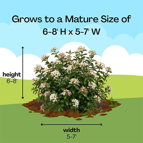 FIRST EDITIONS Viburnum Powfume Shrub (2 Gallon) - Image 10