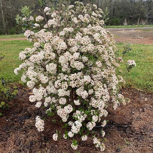 FIRST EDITIONS Viburnum Powfume Shrub (2 Gallon) - Image 3