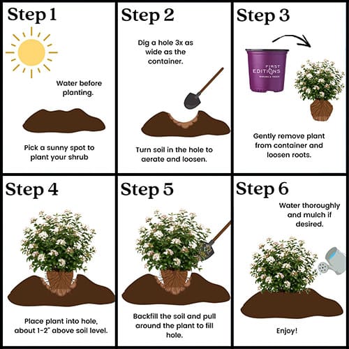 FIRST EDITIONS Viburnum Powfume Shrub (2 Gallon) - Image 9