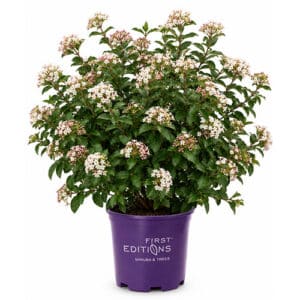 FIRST EDITIONS Viburnum Powfume Shrub (2 Gallon)