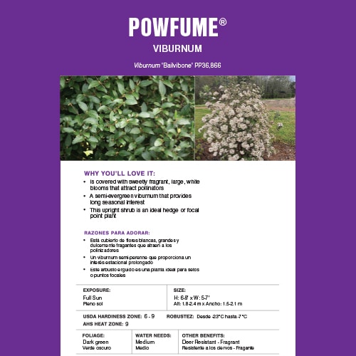 FIRST EDITIONS Viburnum Powfume Shrub (2 Gallon) - Image 6