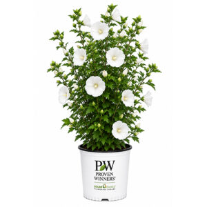 Proven Winners Hibiscus Paraplu White Shrub (2 Gallon)