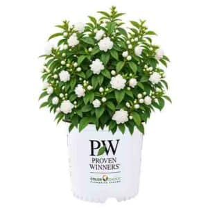 Proven Winners Mock Orange Illuminati Spice (2 Gallon)