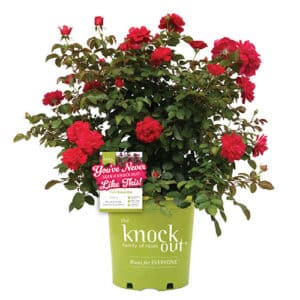 Triple Knock Out® Rose Plant with Red to Deep Pink Blooms
