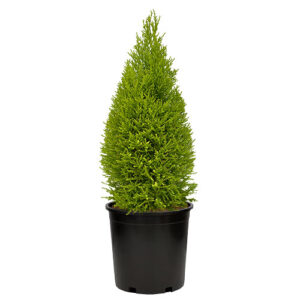 Lemon Cypress Shrub (2 Gallon)