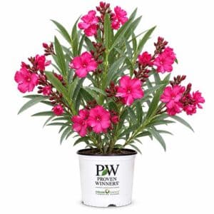 Proven Winners Oleander, Olé! Bicolor Red Shrub (2 Gallon)