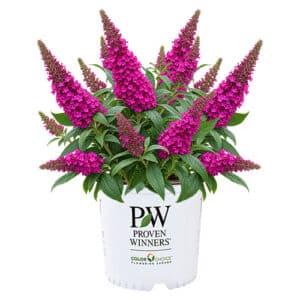 Proven Winners Buddleia Pugster Pico Punch Shrub (2 Gallon)