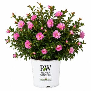 Proven Winners Camellia Just Chill Double Pink (2 Gallon)
