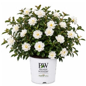 Proven Winners Camellia Just Chill Double White (1 Gallon)