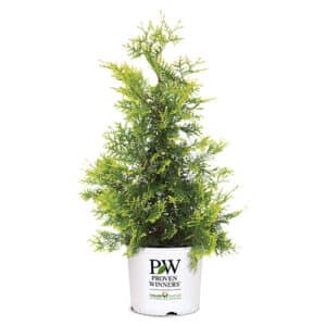 Proven Winners Arborvitae Fluffy Shrub (2 Gallon)
