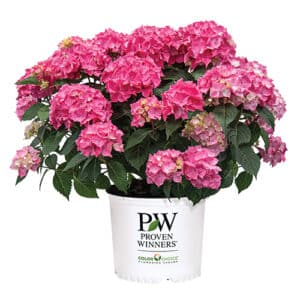 Proven Winners Hydrangea Let's Dance Loveable (2 Gallon)