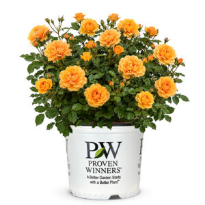 Proven Winners Rose Reminiscent Ginger (2 Gallon)