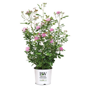 Proven Winners Rose Rise Up Lilac Days Climbing (2 Gallon)