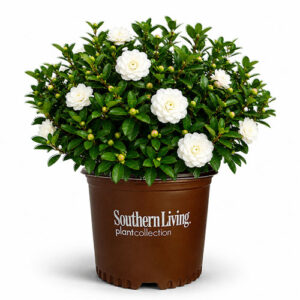 Southern Living Plant Collection Camellia October Magic White Shi Shi (1 Gallon)