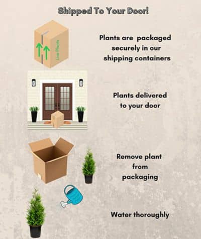 Full Speed A Hedge American Pillar Arborvitae Shrub 2.25 Gallon - Image 6