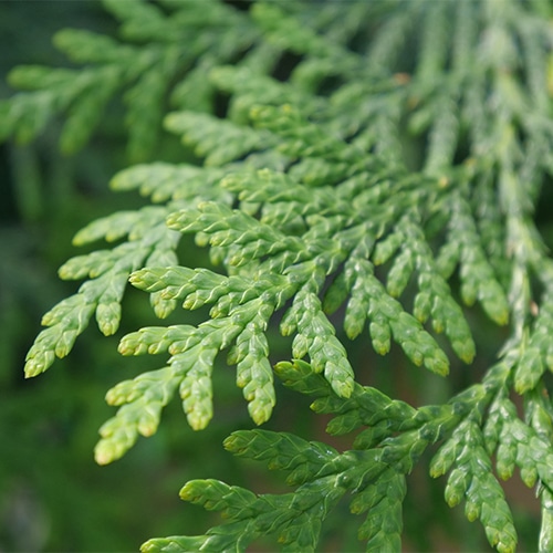 Full Speed A Hedge American Pillar Arborvitae Shrub 2.25 Gallon - Image 2