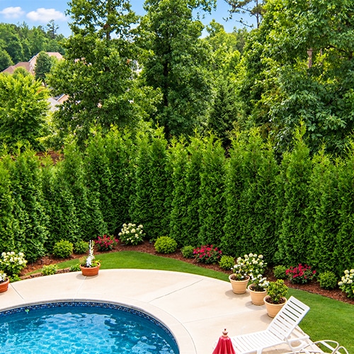 Full Speed A Hedge American Pillar Arborvitae Shrub 2.25 Gallon - Image 4
