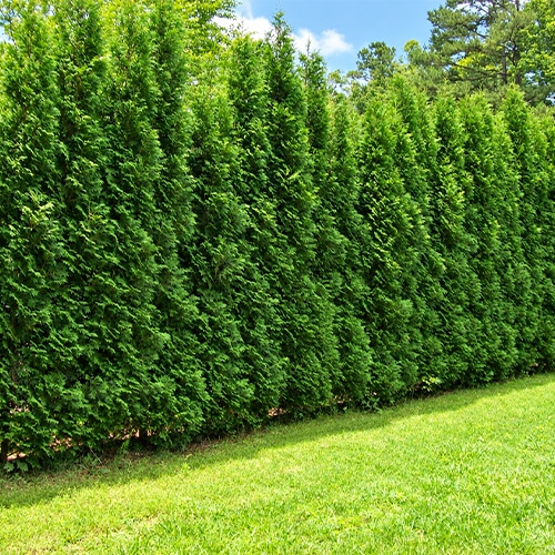 Full Speed A Hedge American Pillar Arborvitae Shrub 2.25 Gallon - Image 3