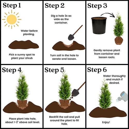 Full Speed A Hedge American Pillar Arborvitae Shrub 2.25 Gallon - Image 7