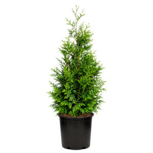Full Speed A Hedge American Pillar Arborvitae Shrub 2.25 Gallon