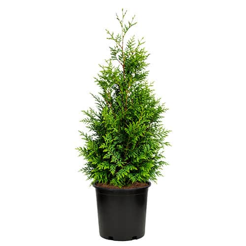 Full Speed A Hedge American Pillar Arborvitae Shrub 2.25 Gallon