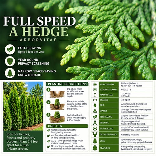 Full Speed A Hedge American Pillar Arborvitae Shrub 2.25 Gallon - Image 5