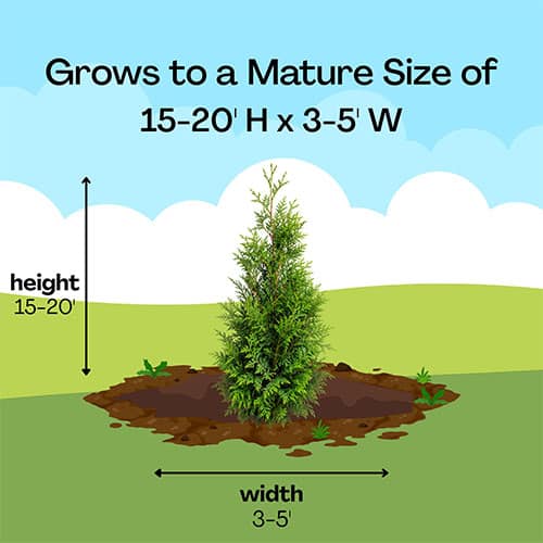 Full Speed A Hedge American Pillar Arborvitae Shrub 2.25 Gallon - Image 8