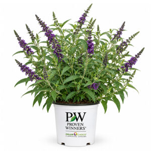 Proven Winners Buddleia Darkest Knight Shrub (2 Gallon)