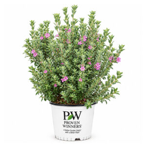 Proven Winners Silver Texas Sage Trailblazer Shrub (2 Gallon)