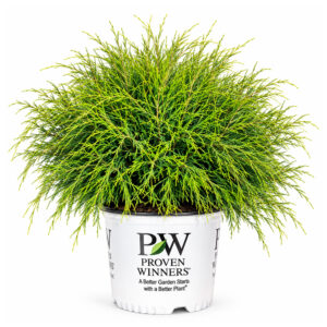 Proven Winners Arborvitae Whip It Good Shrub (2 Gallon)