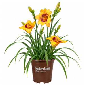 Southern Living Golden Blaze Daylily Perennial Plant (2 Gallon)
