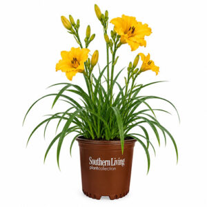 Southern Living Golden Yellow Daylily Perennial Plant (2 Gallon)